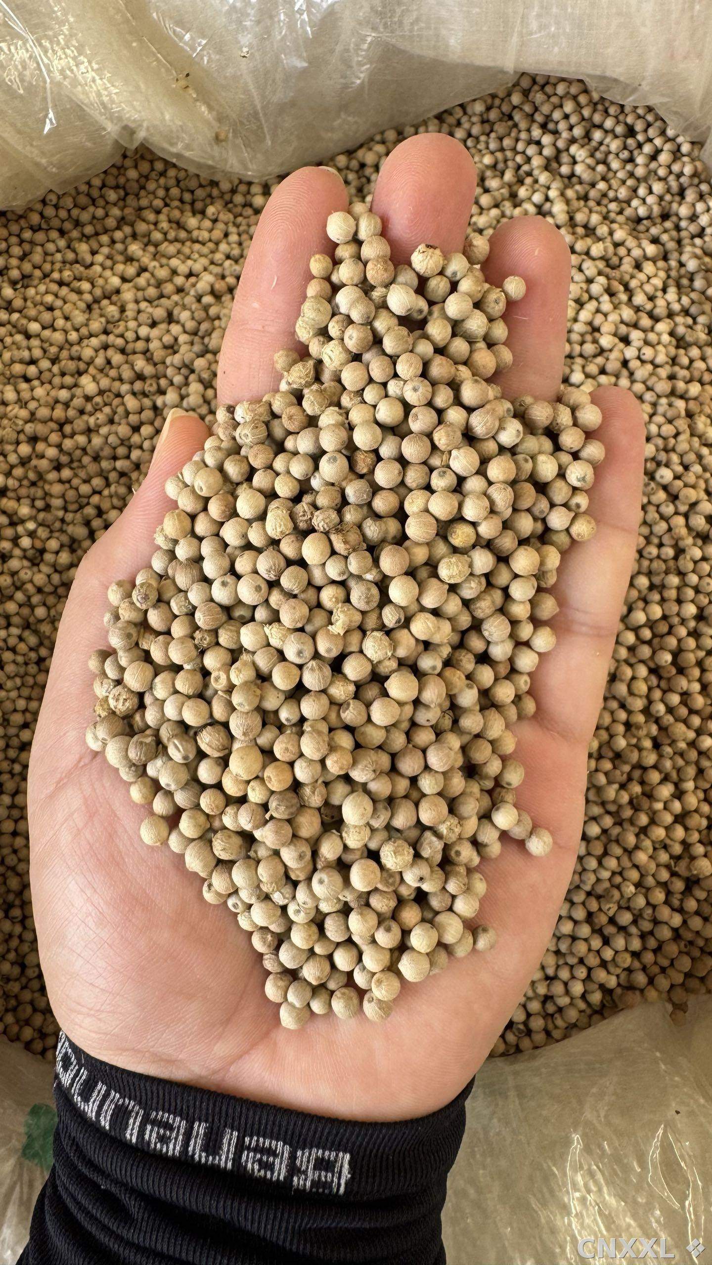 spice_6333903_7f0b7a6a_1.jpg