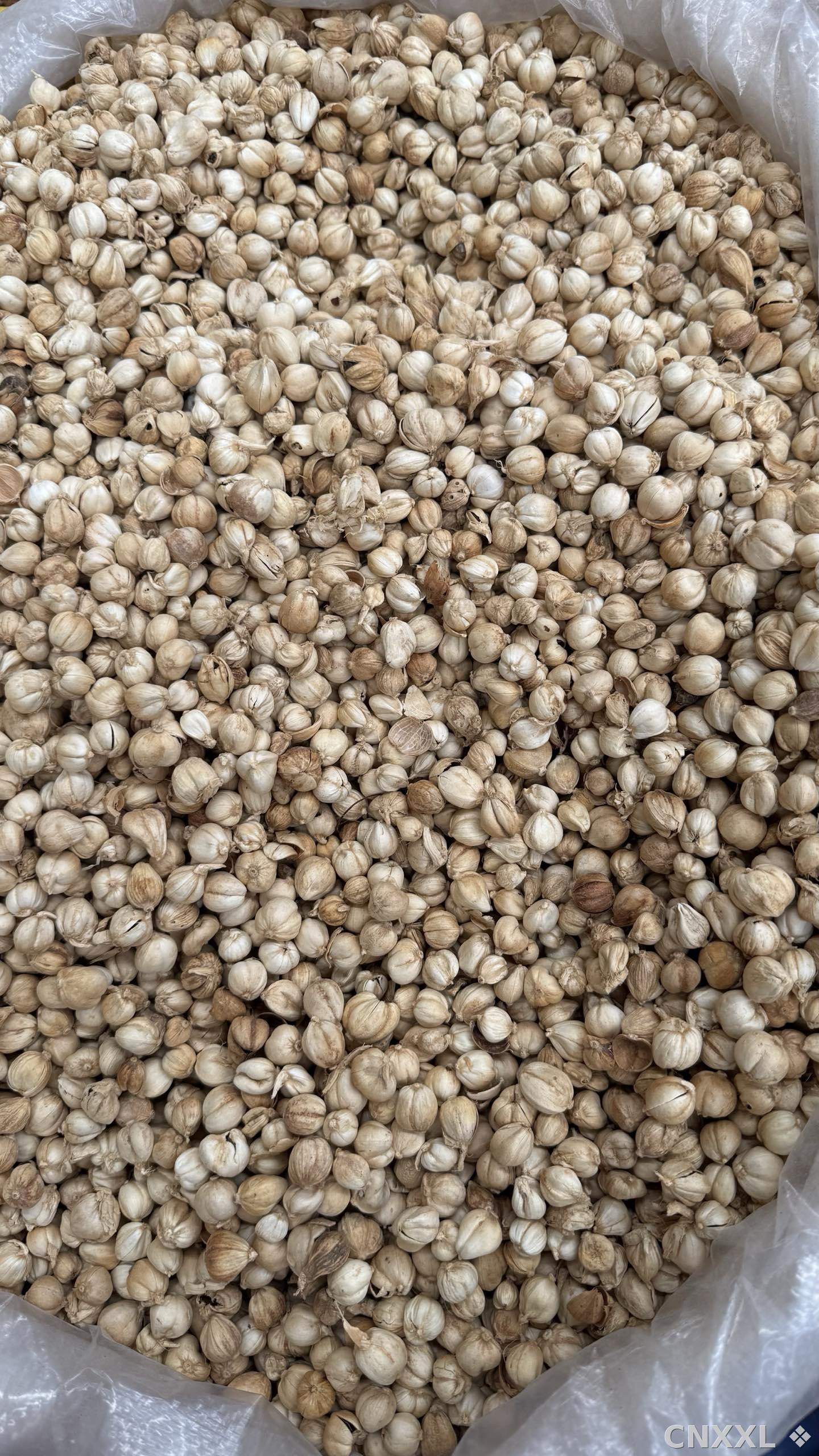 spice_6437952_261d139f_3.jpg