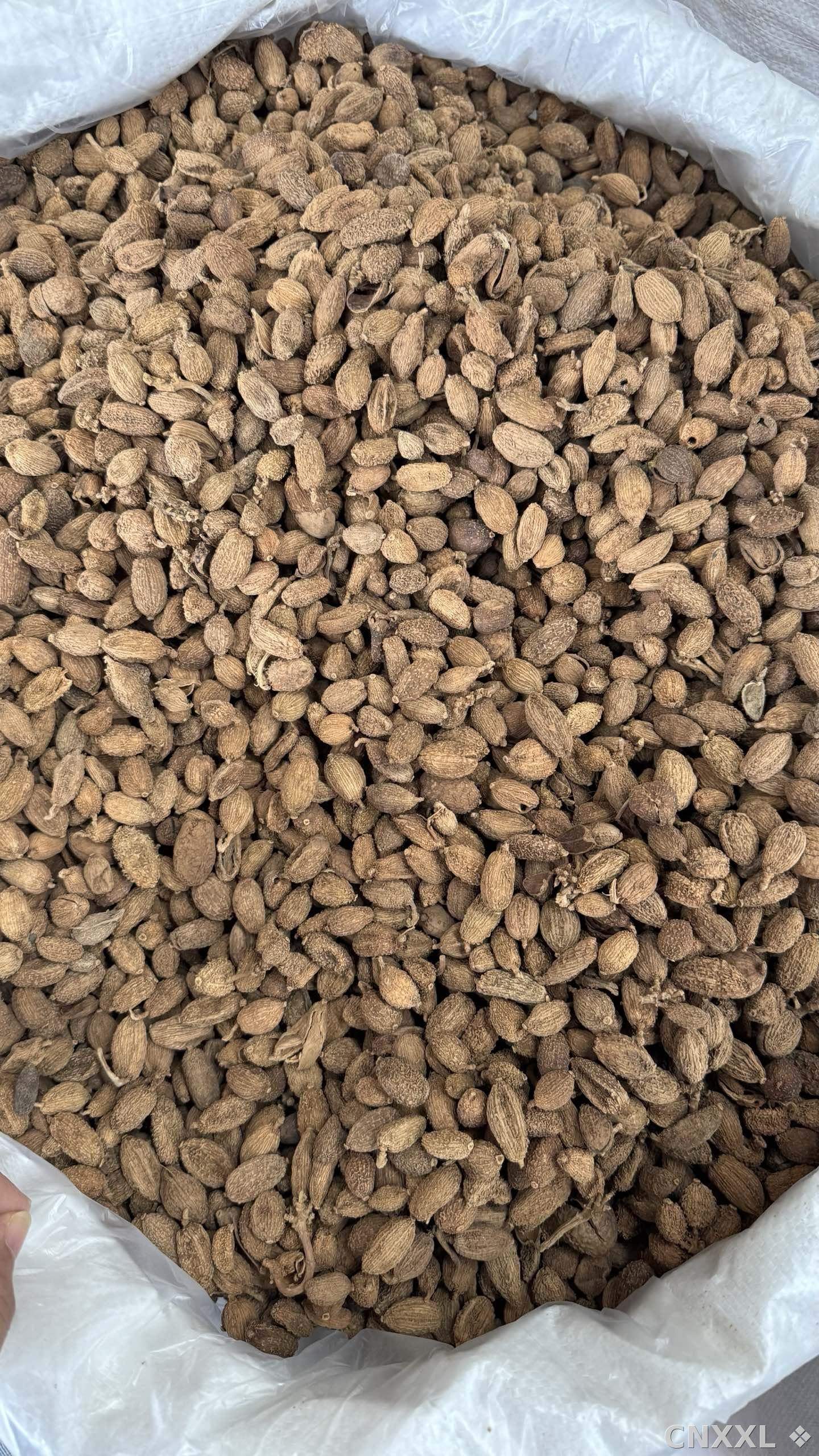 spice_6443155_b686442d_3.jpg