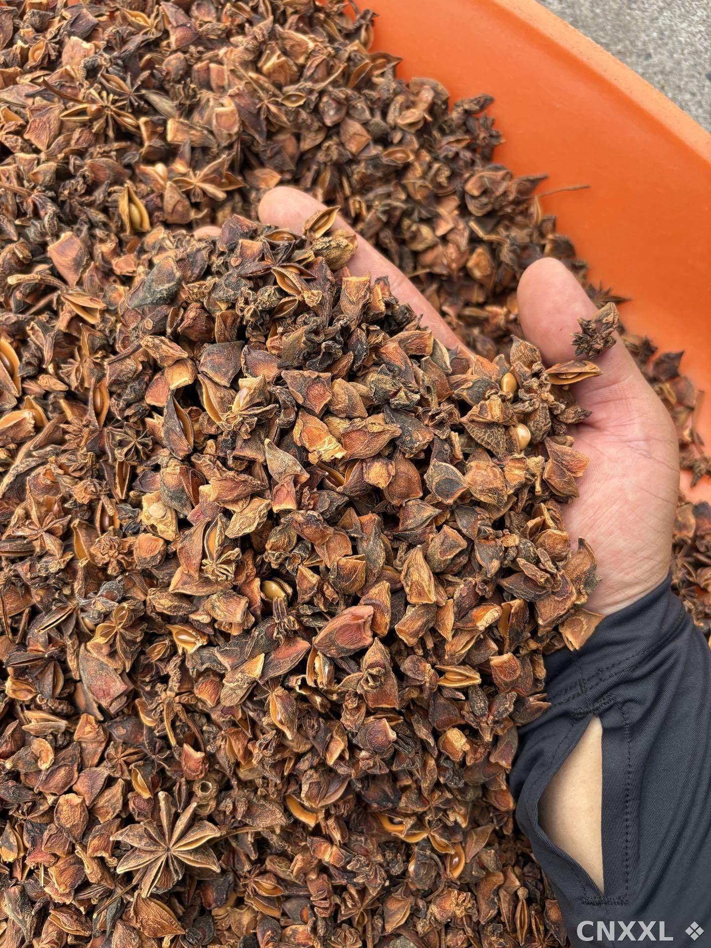spice_6515980_1beaa8d6_2.jpg