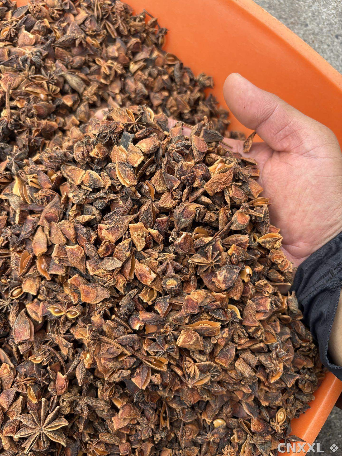 spice_6515980_f805c06c_3.jpg