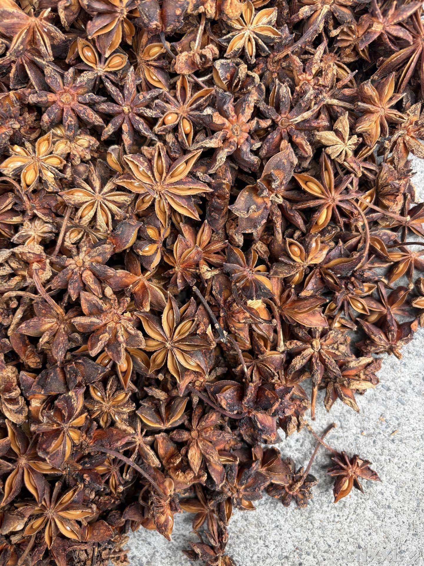 spice_6547217_c8c466ff_3.jpg