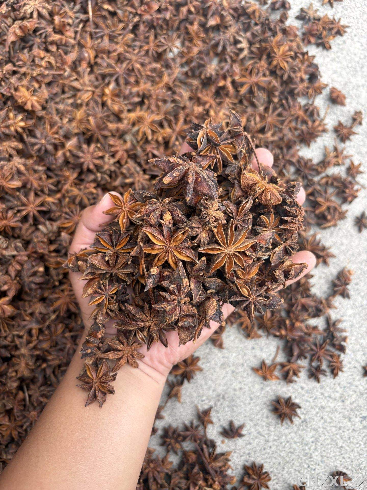 spice_6646130_2d58d8a5_2.jpg