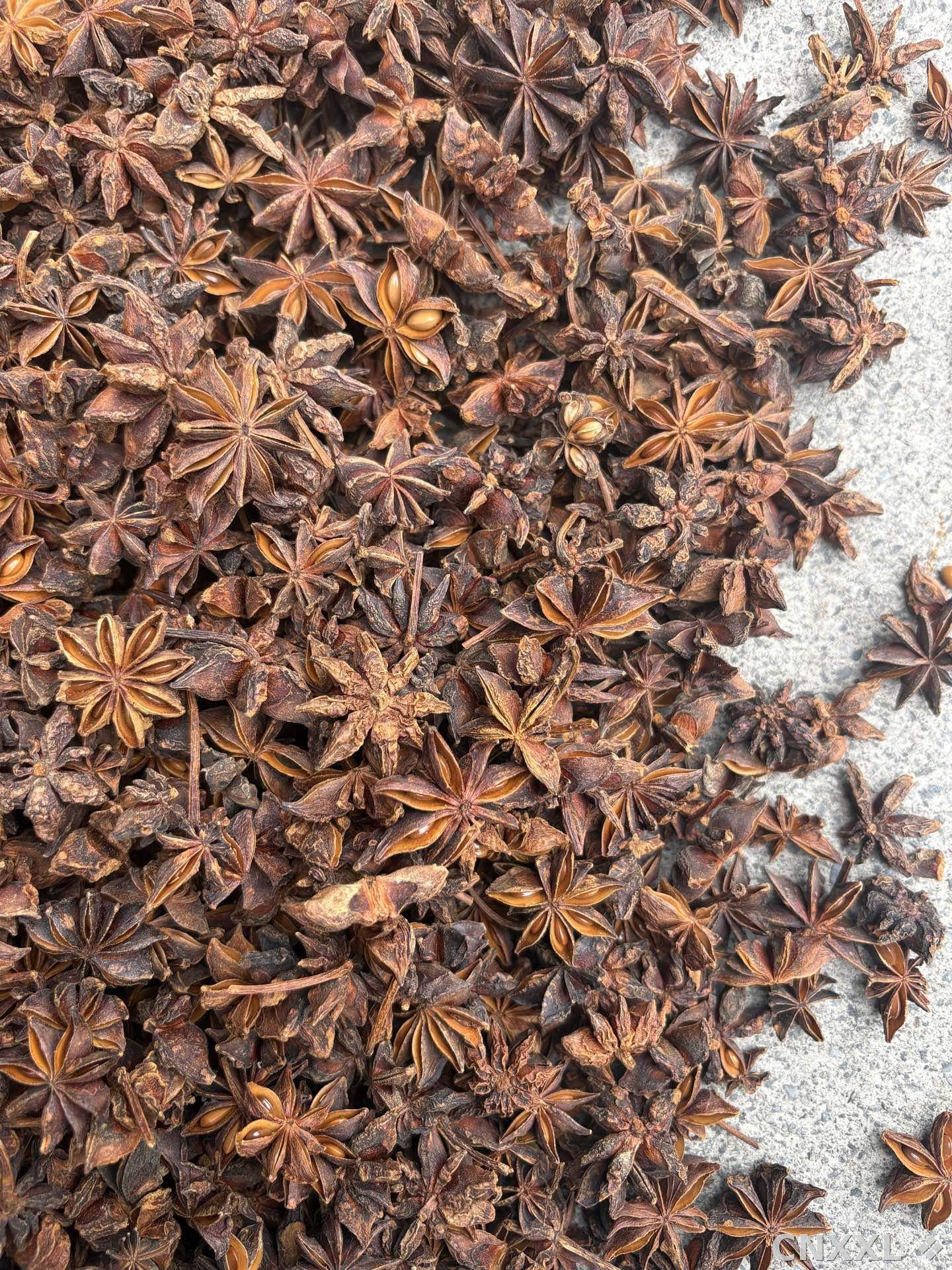 spice_6646130_ae733b53_3.jpg