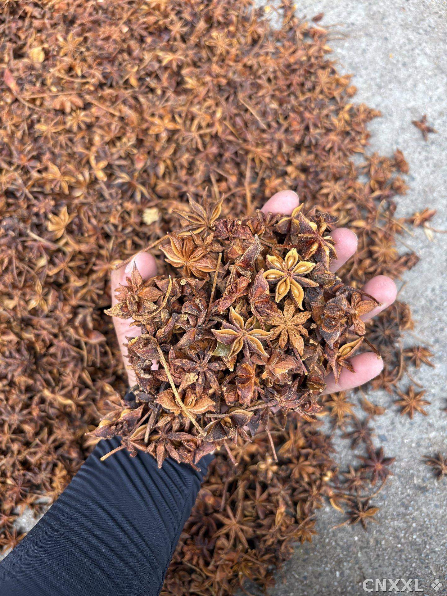 spice_6646155_90c7cff2_2.jpg
