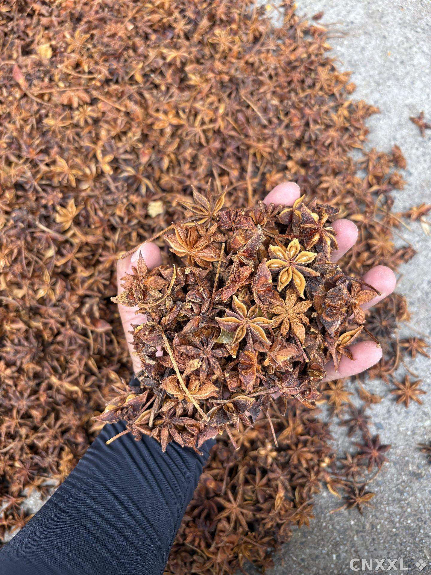 spice_6646155_a2ab8e8d_1.jpg