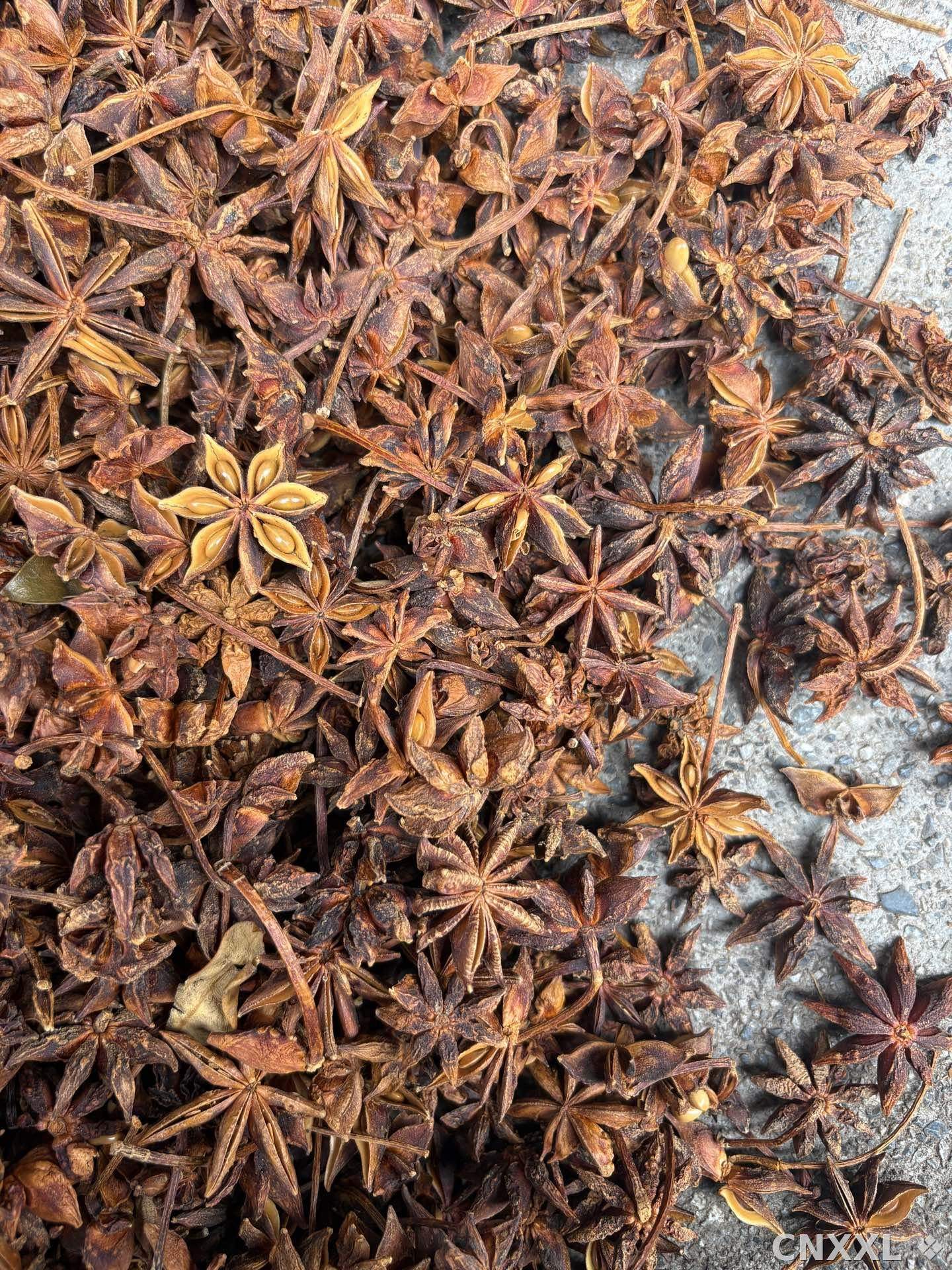 spice_6646155_f526dee4_3.jpg
