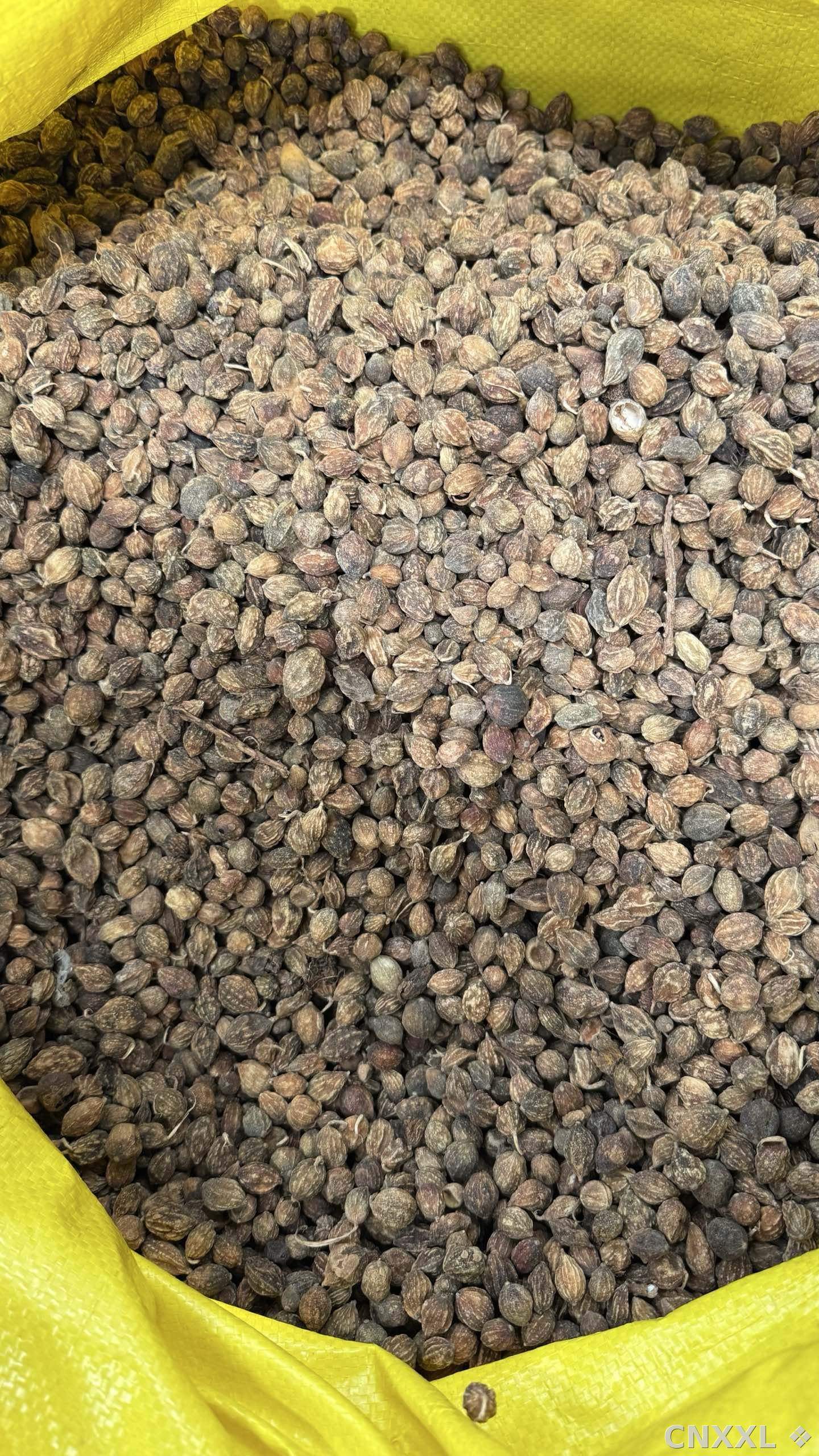 spice_6651315_f378ab69_3.jpg