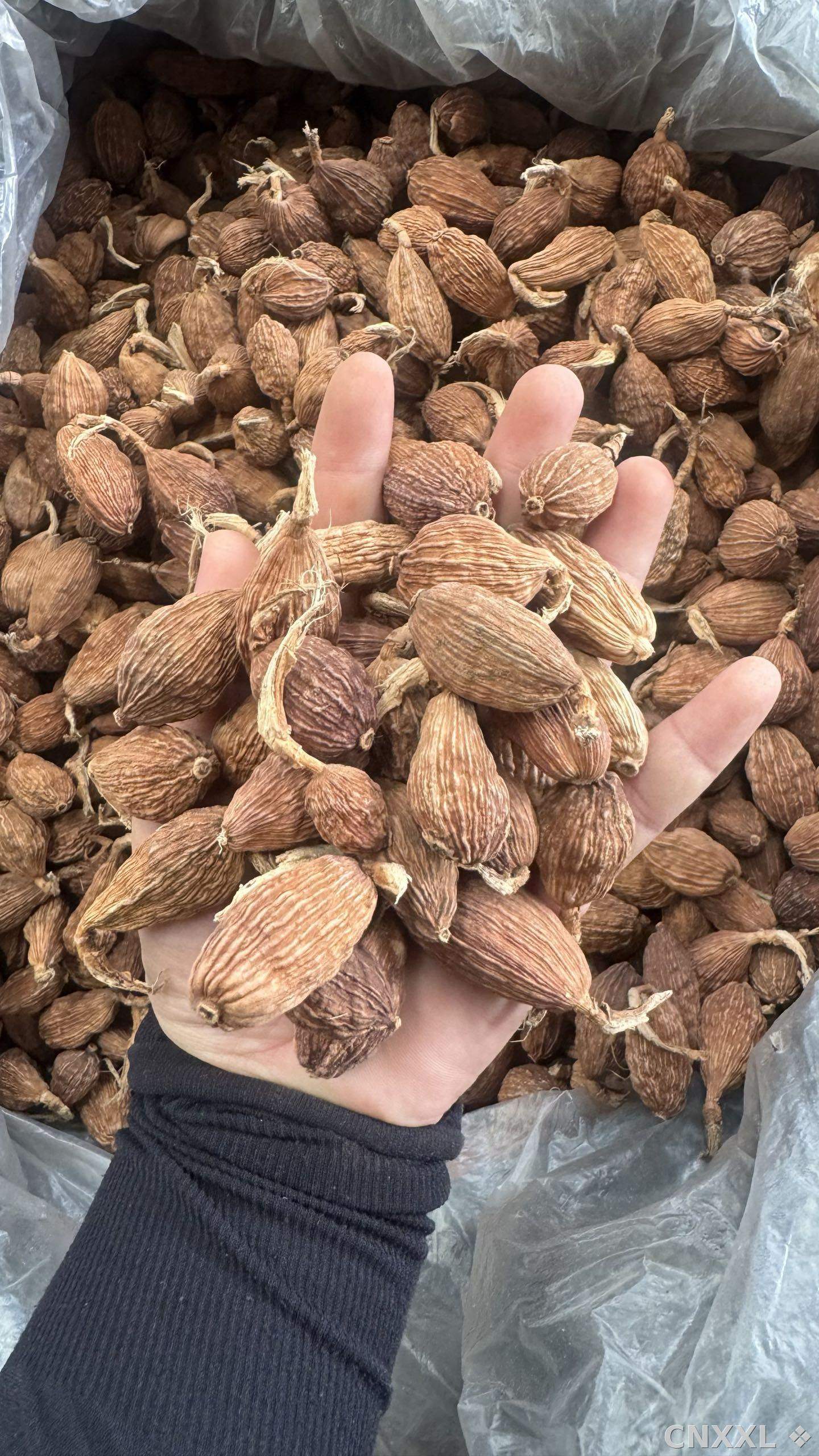 spice_6651323_0fa3b0b9_2.jpg