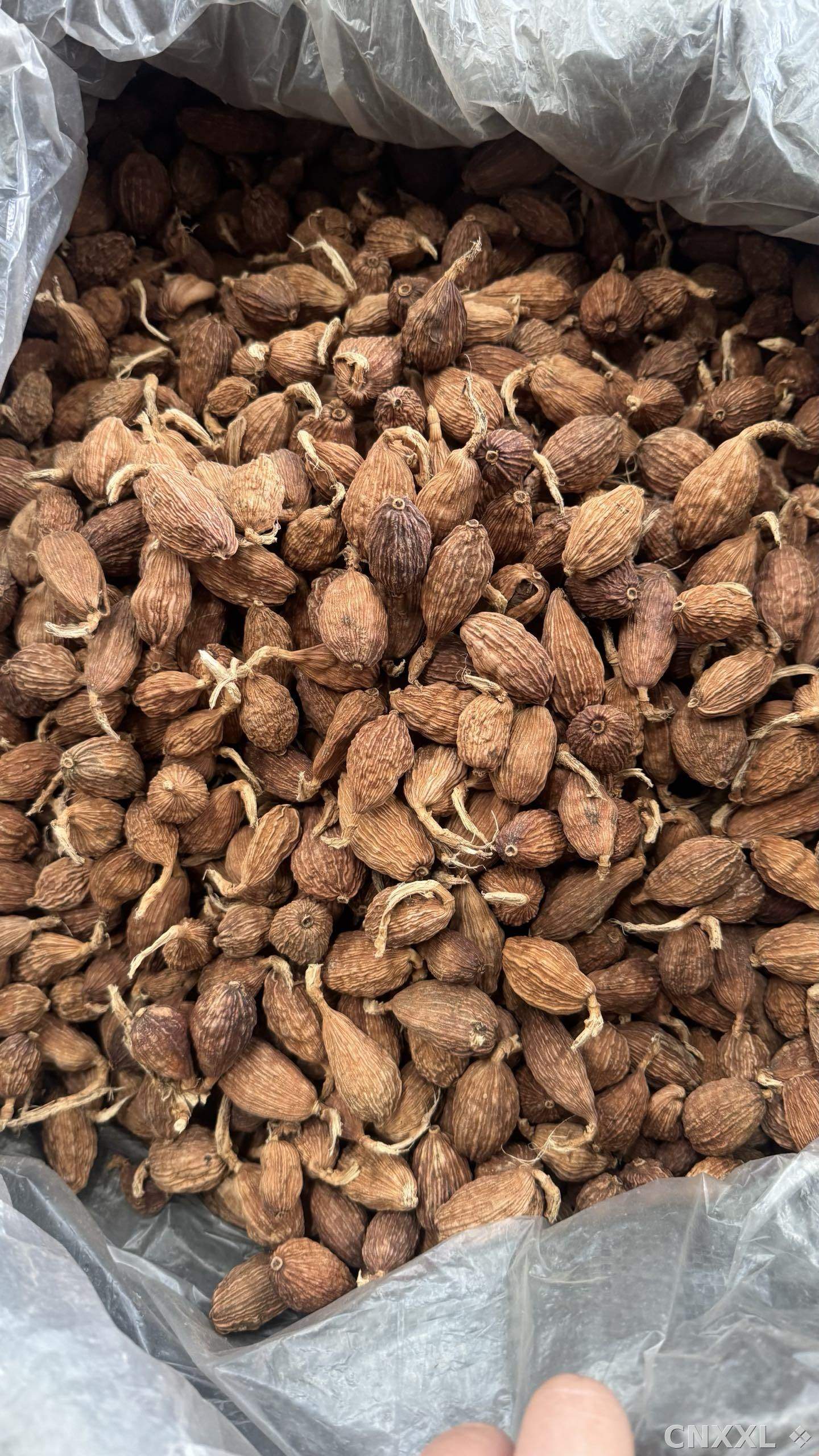 spice_6651323_89a81a7c_3.jpg