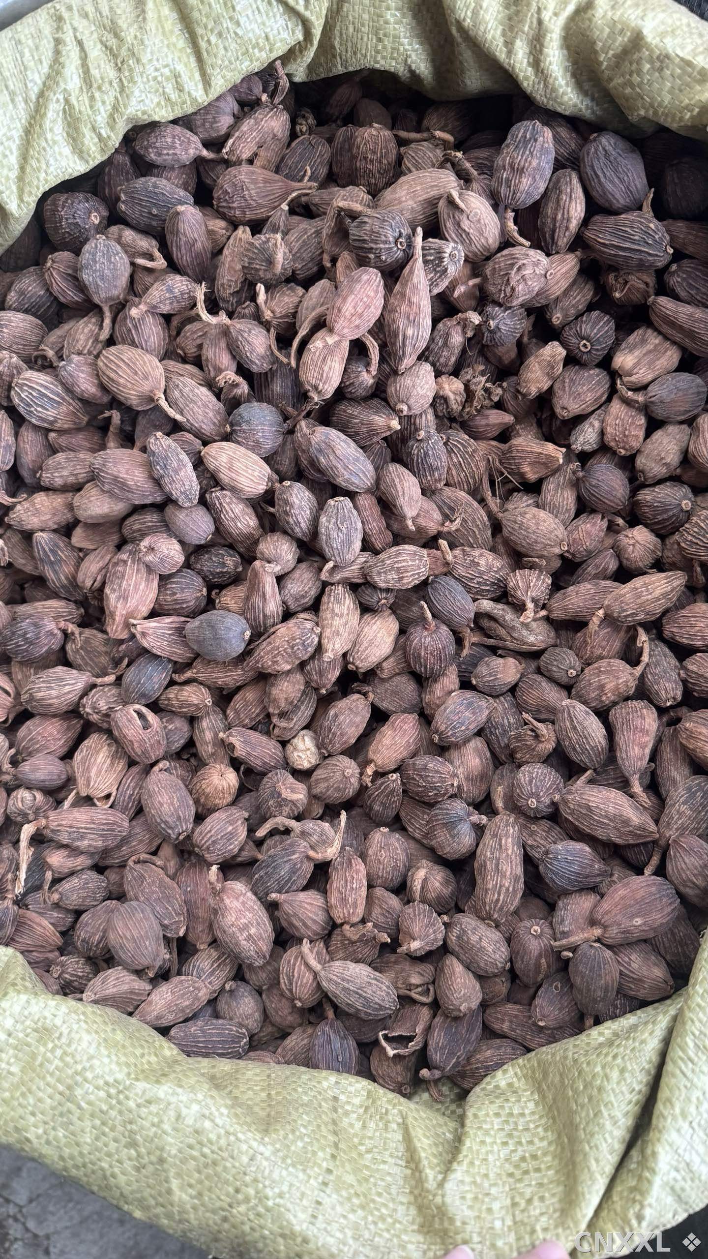 spice_6651329_7a025a29_3.jpg