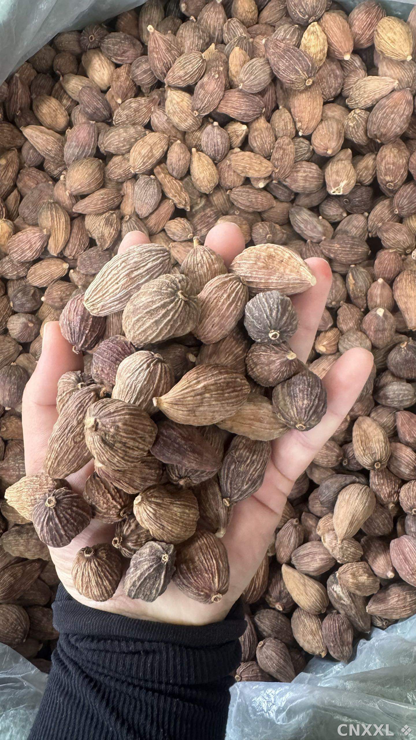 spice_6651336_12eb44ec_2.jpg