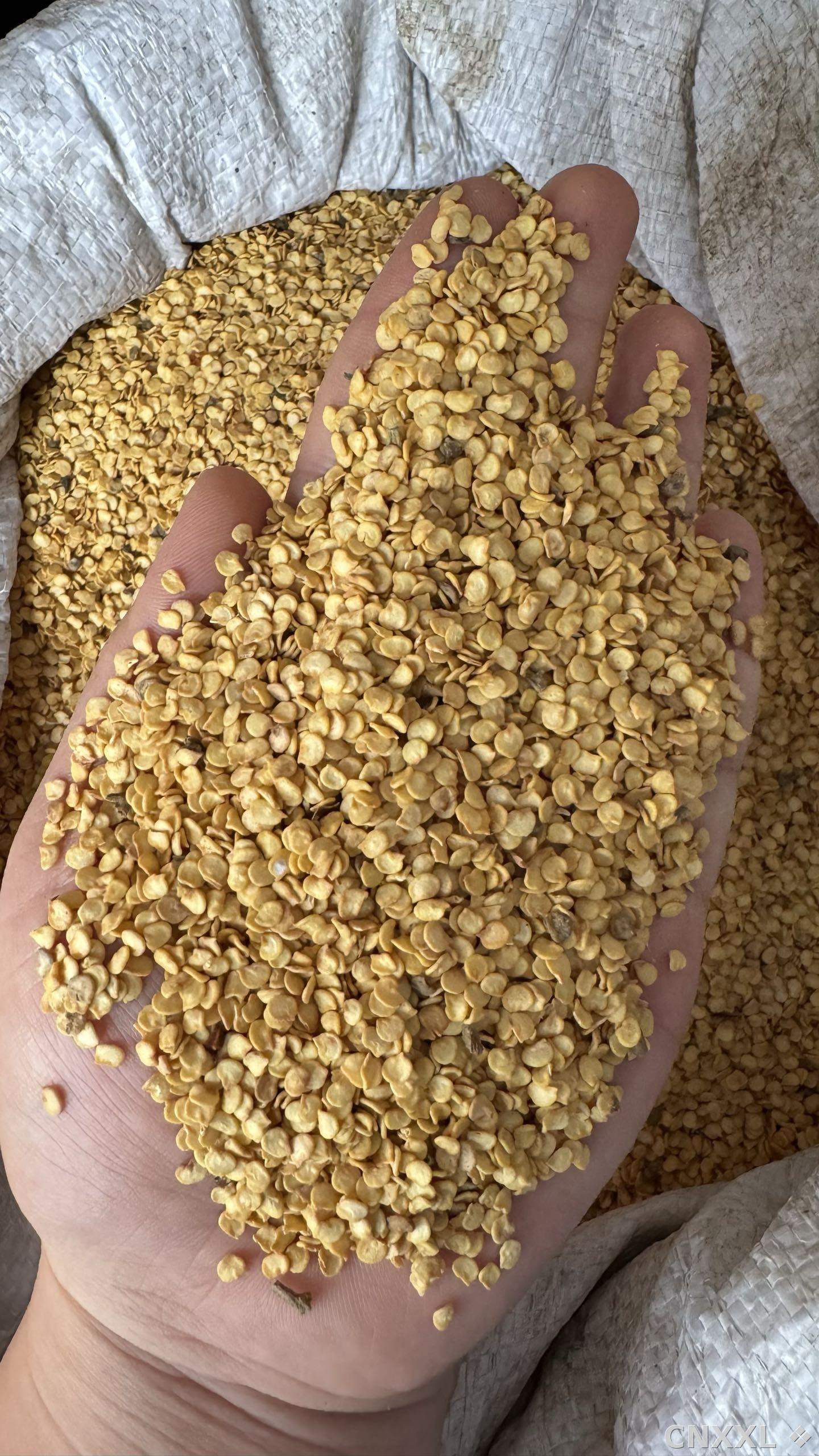 spice_6698151_4f38cf4c_2.jpg