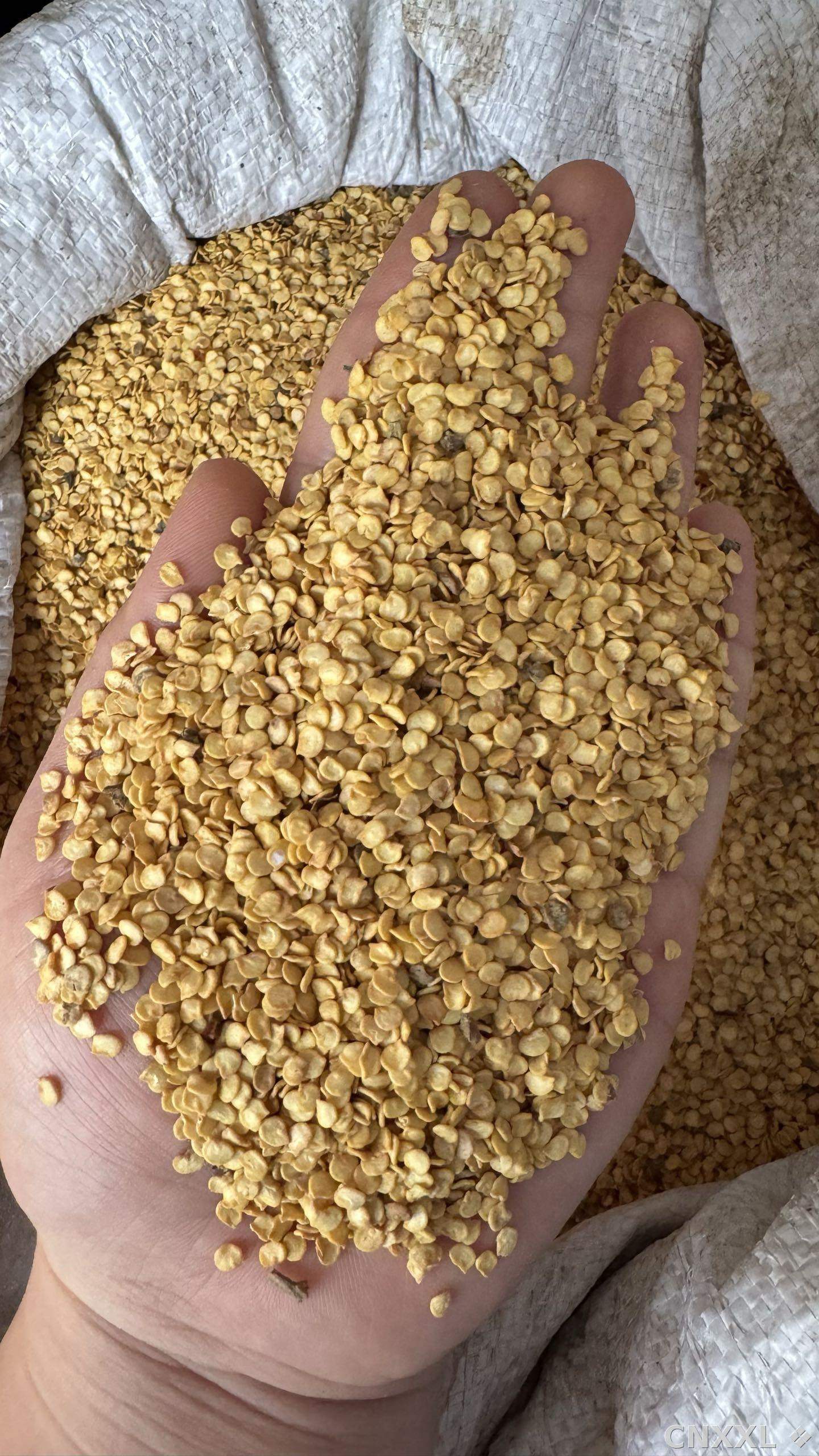 spice_6698151_9cf8b8c0_1.jpg