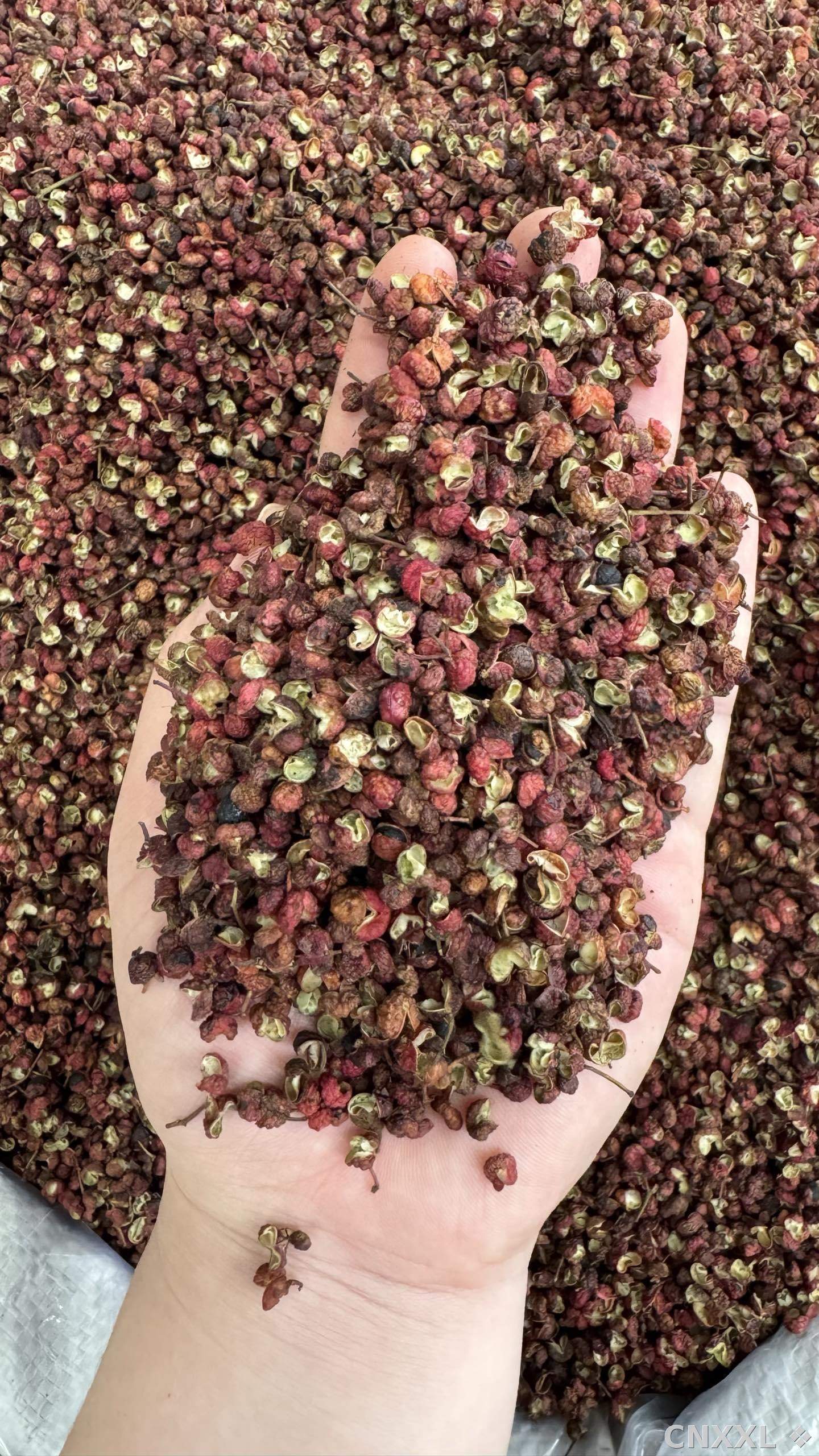 spice_6698160_1e274ce0_2.jpg