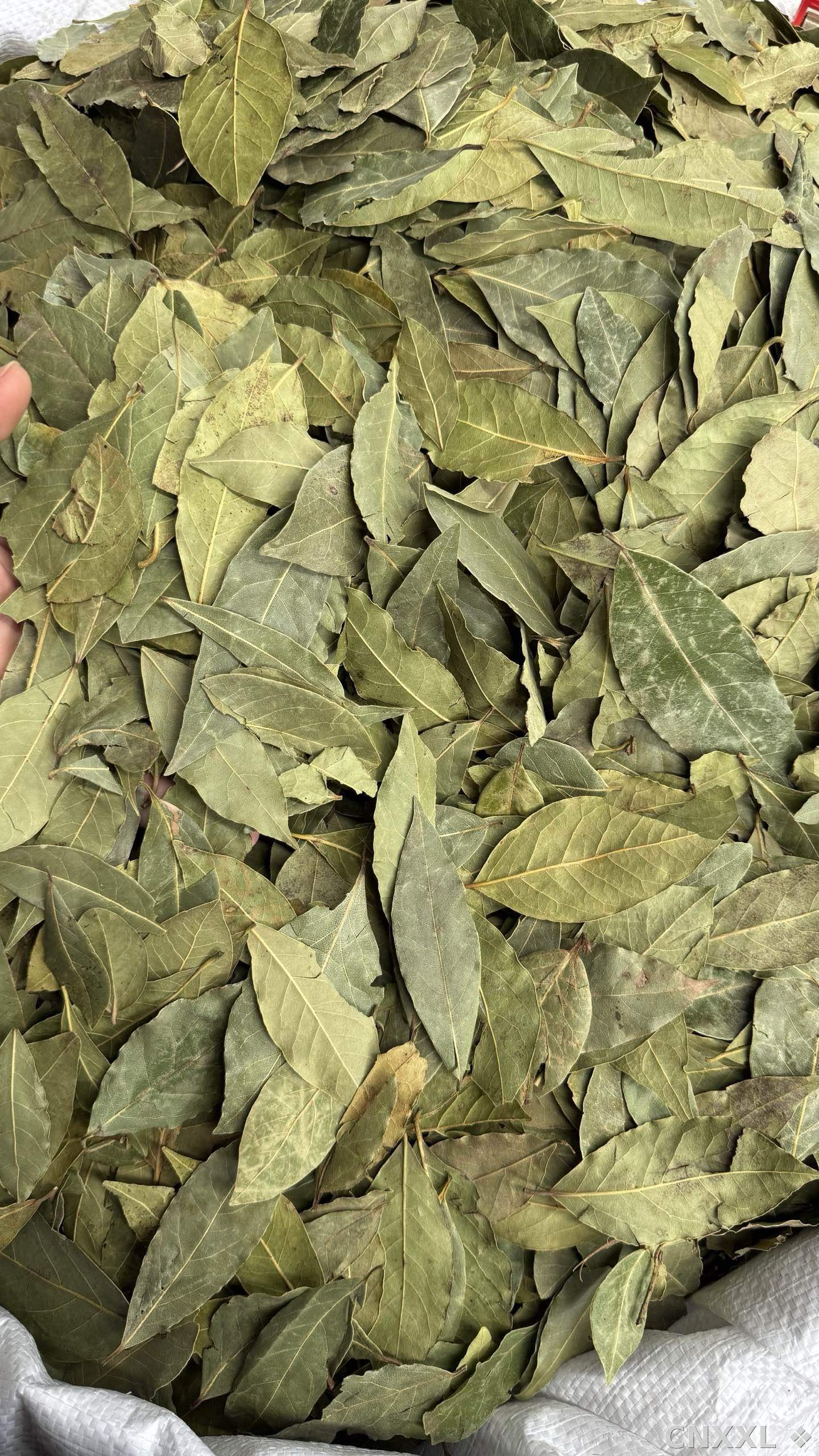 spice_6854180_6e4477e9_3.jpg