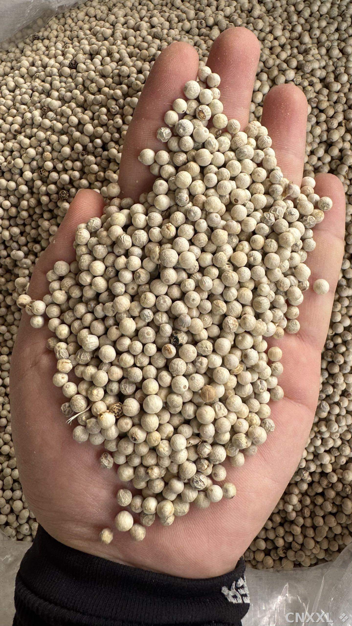 spice_6859385_aab7b250_1.jpg