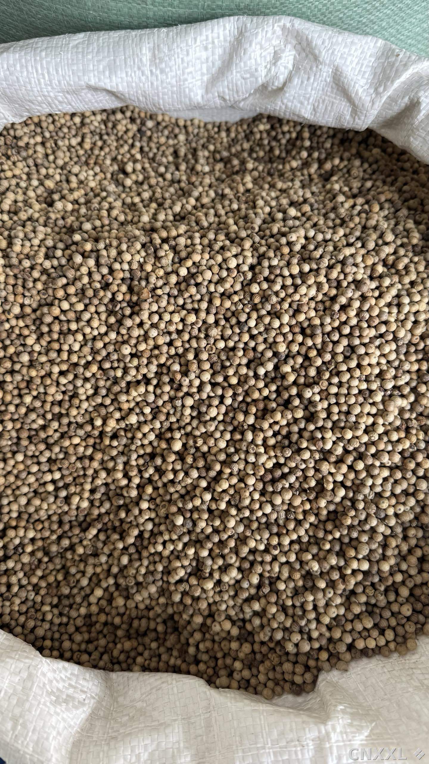 spice_6859392_8390c6c4_3.jpg