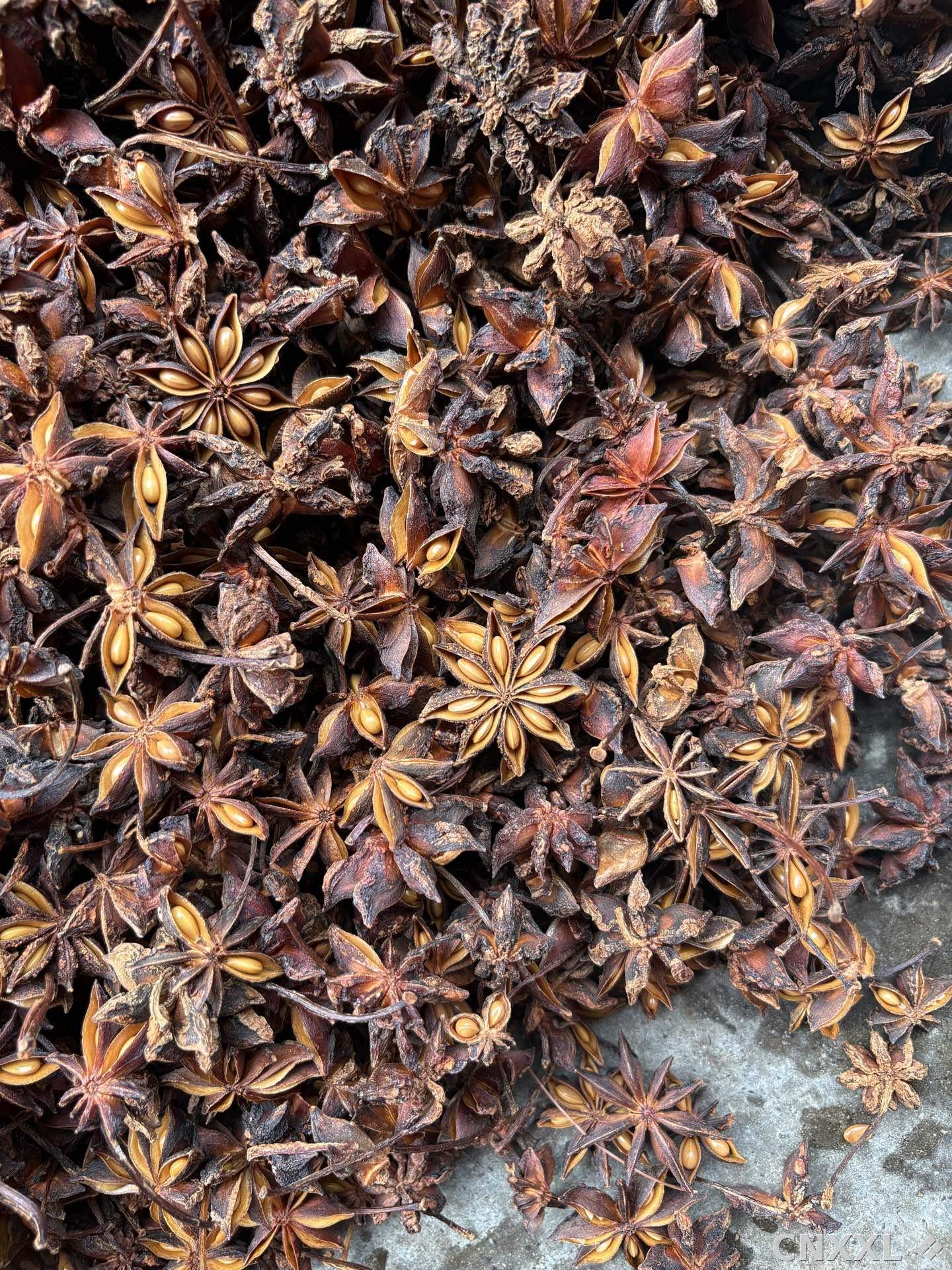 spice_6947942_b13bdfee_3.jpg