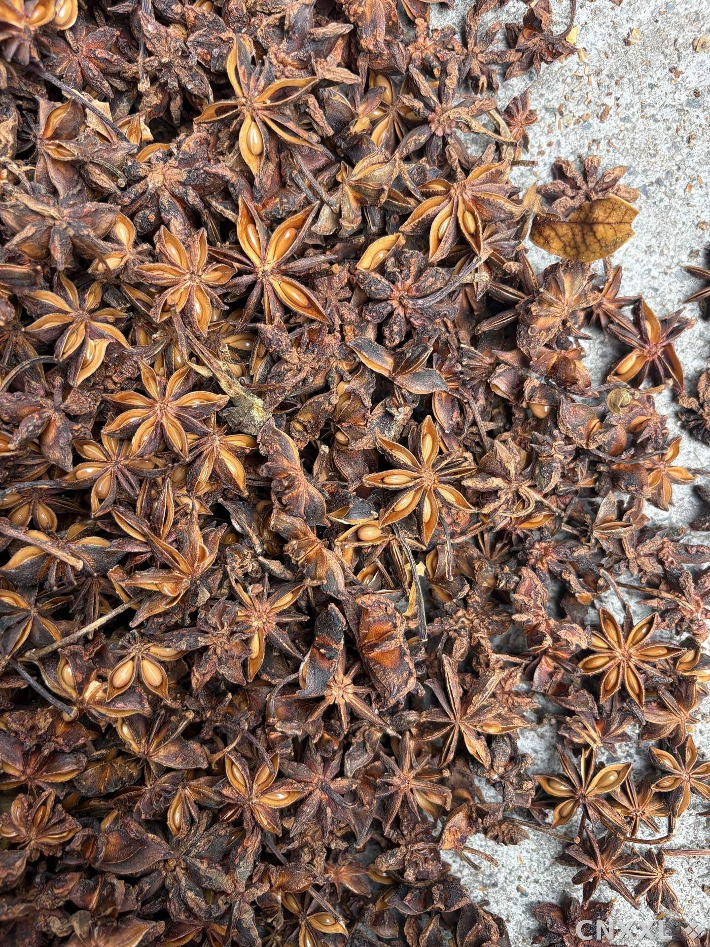 spice_6953152_3e8868e1_3.jpg