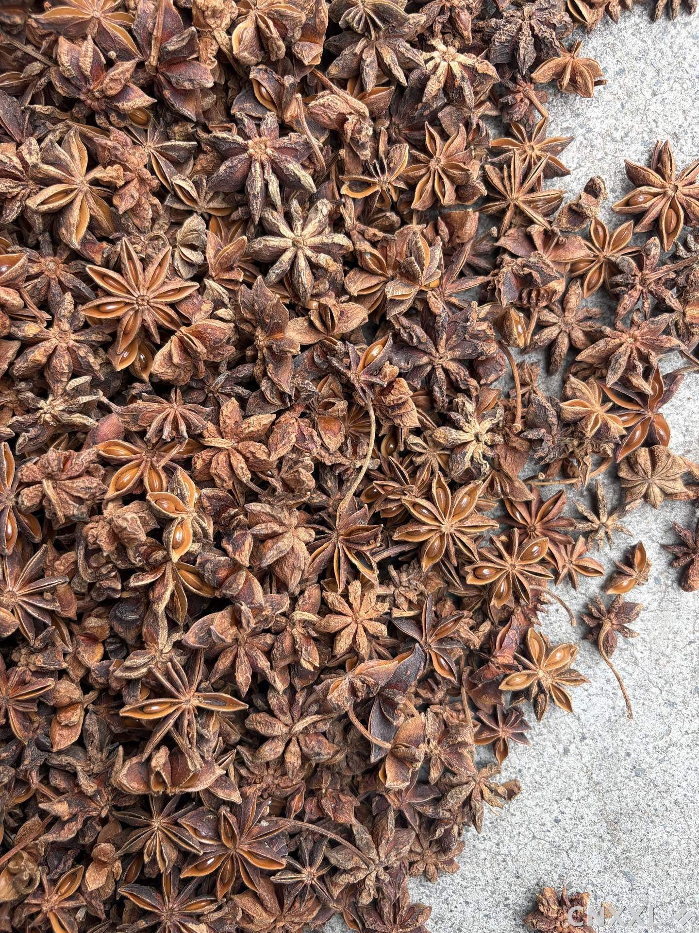 spice_7052162_c2abcd14_3.jpg