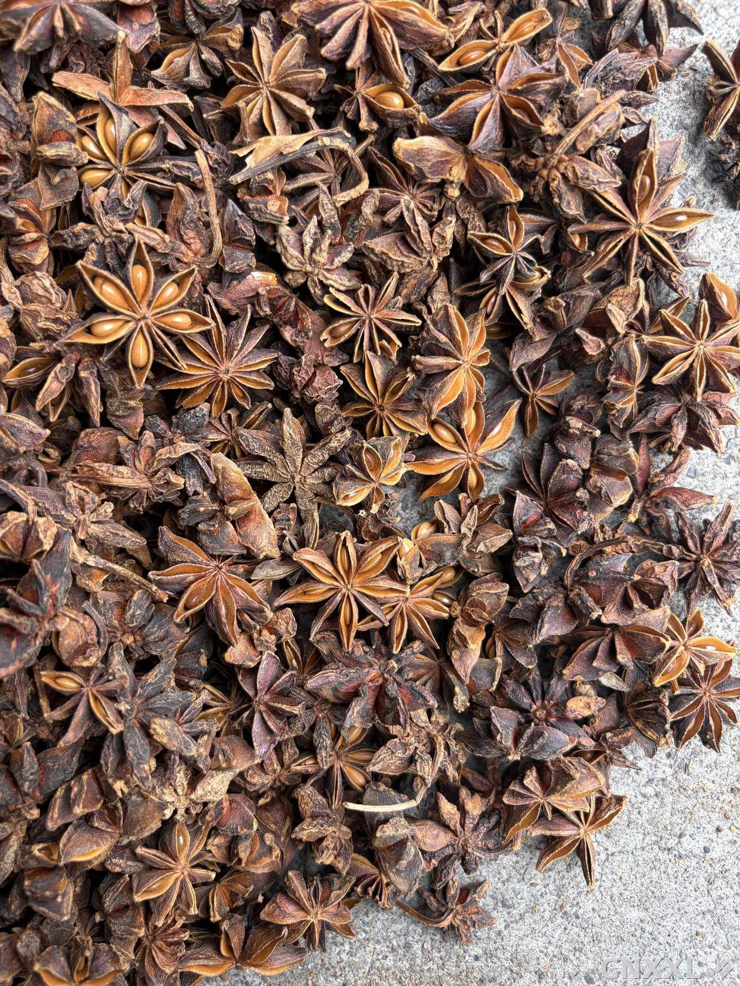 spice_7057371_2dcd3ba5_3.jpg