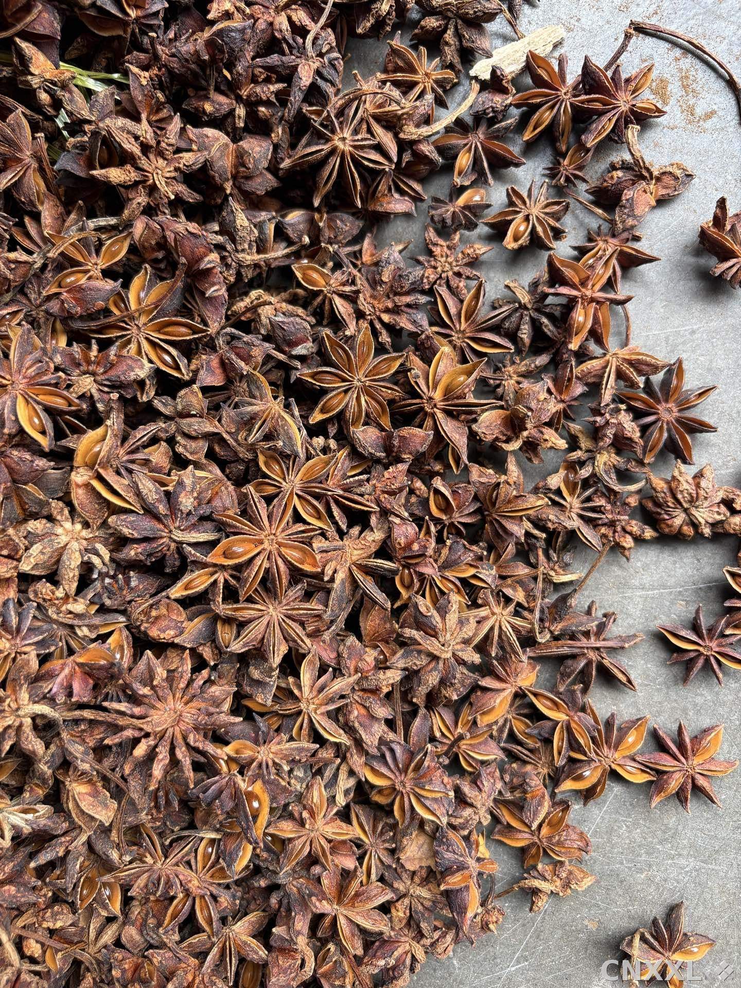 spice_7073020_a8cc01bf_3.jpg