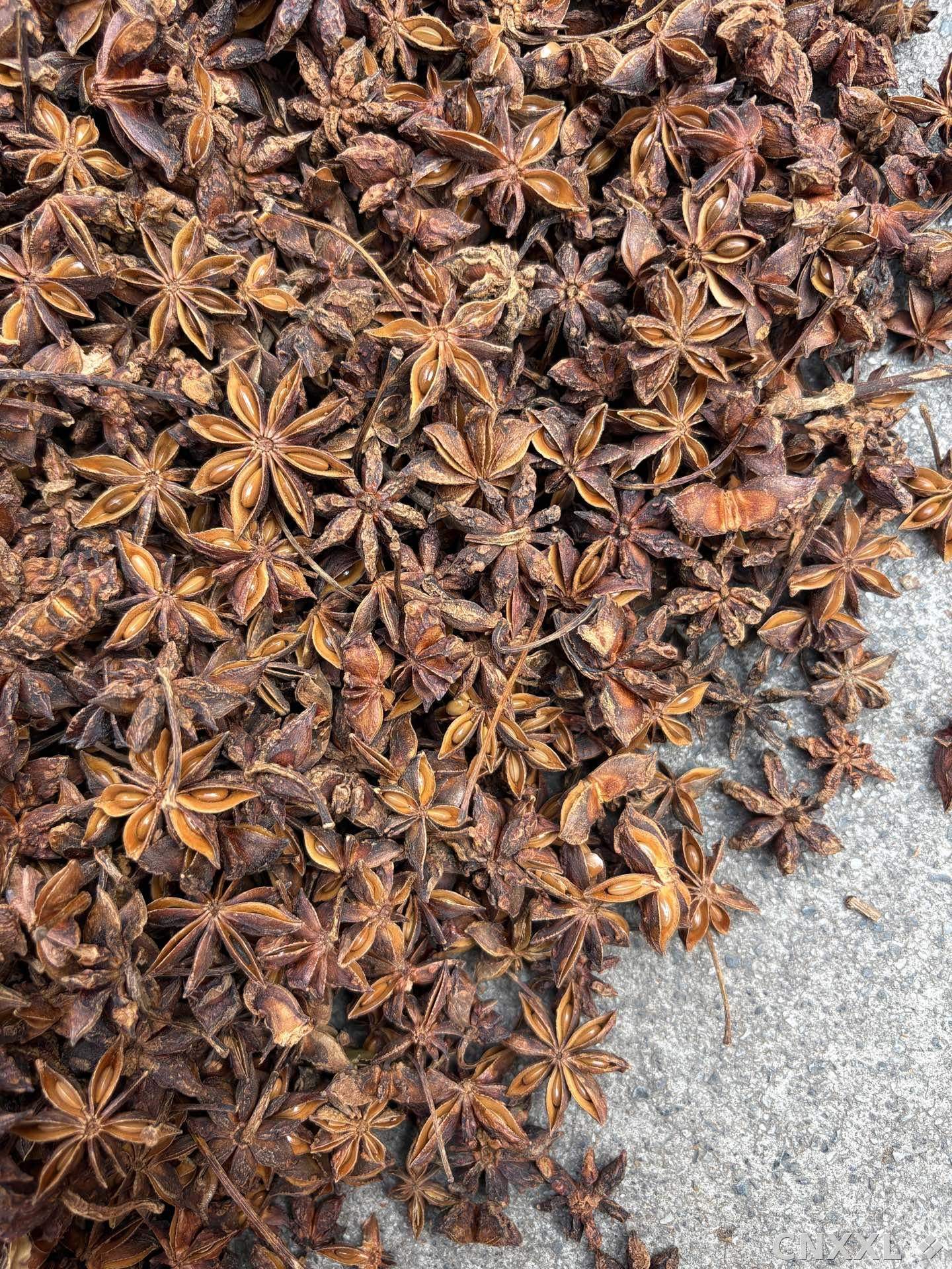 spice_7151257_7c97c919_3.jpg