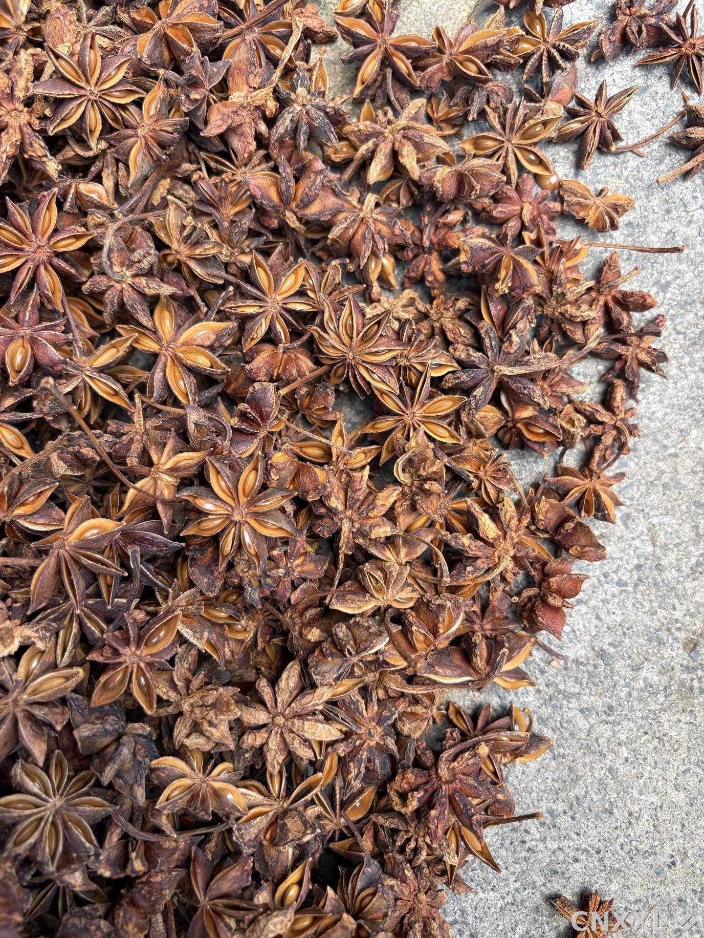 spice_7156470_7697e0ea_3.jpg