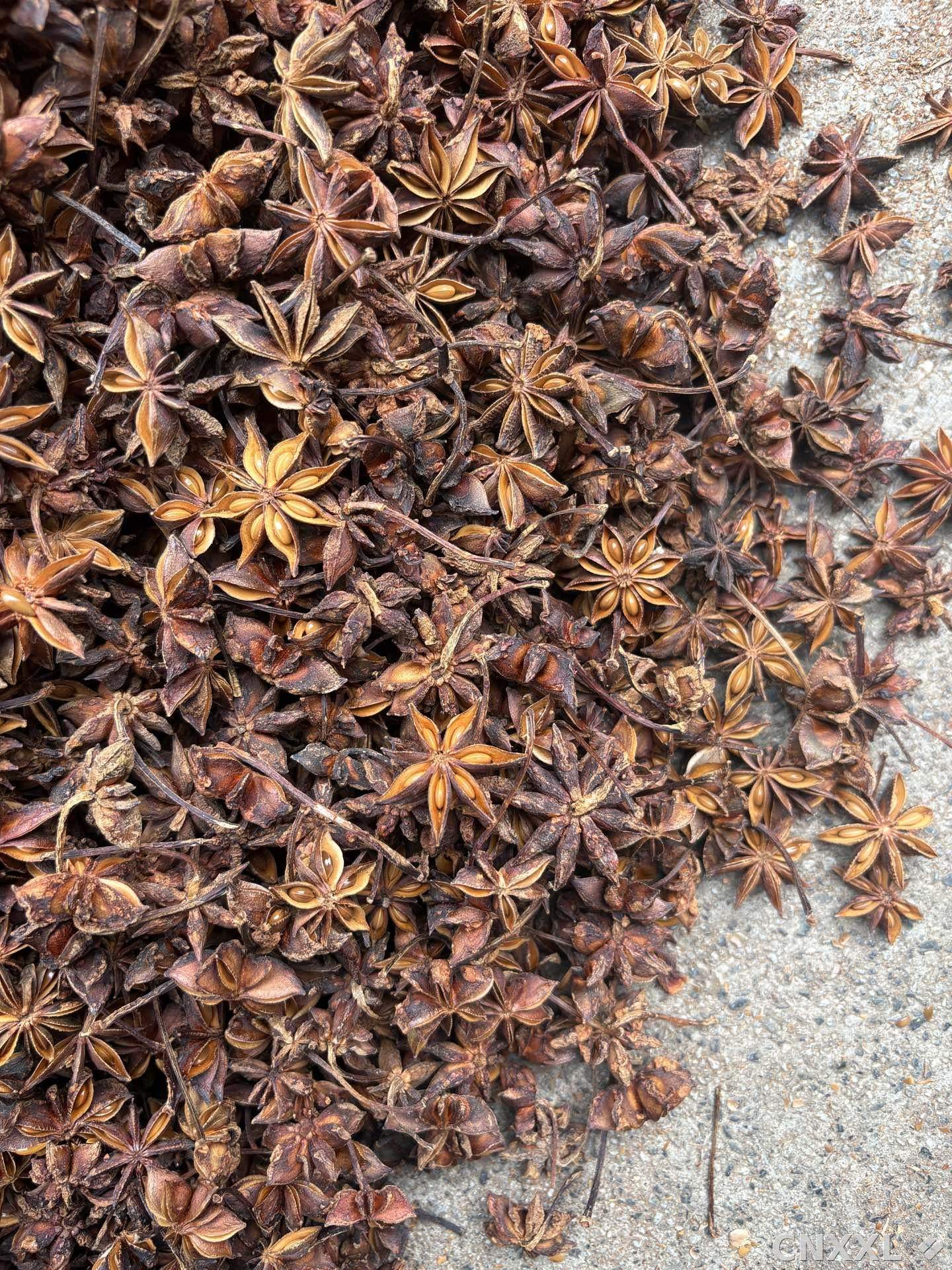 spice_7265989_f1006e1f_3.jpg