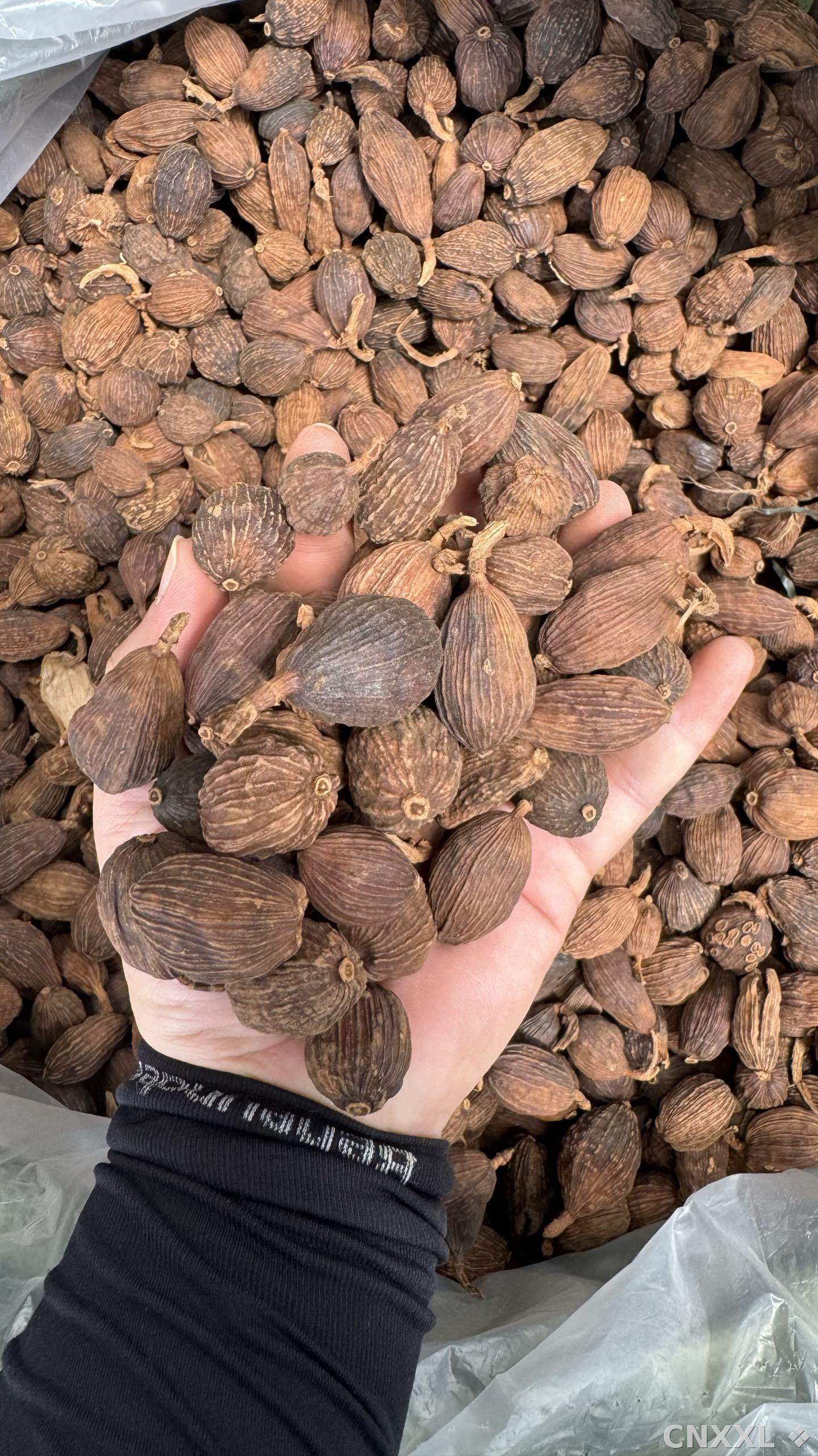 spice_8335_bf2c4dc9_2.jpg