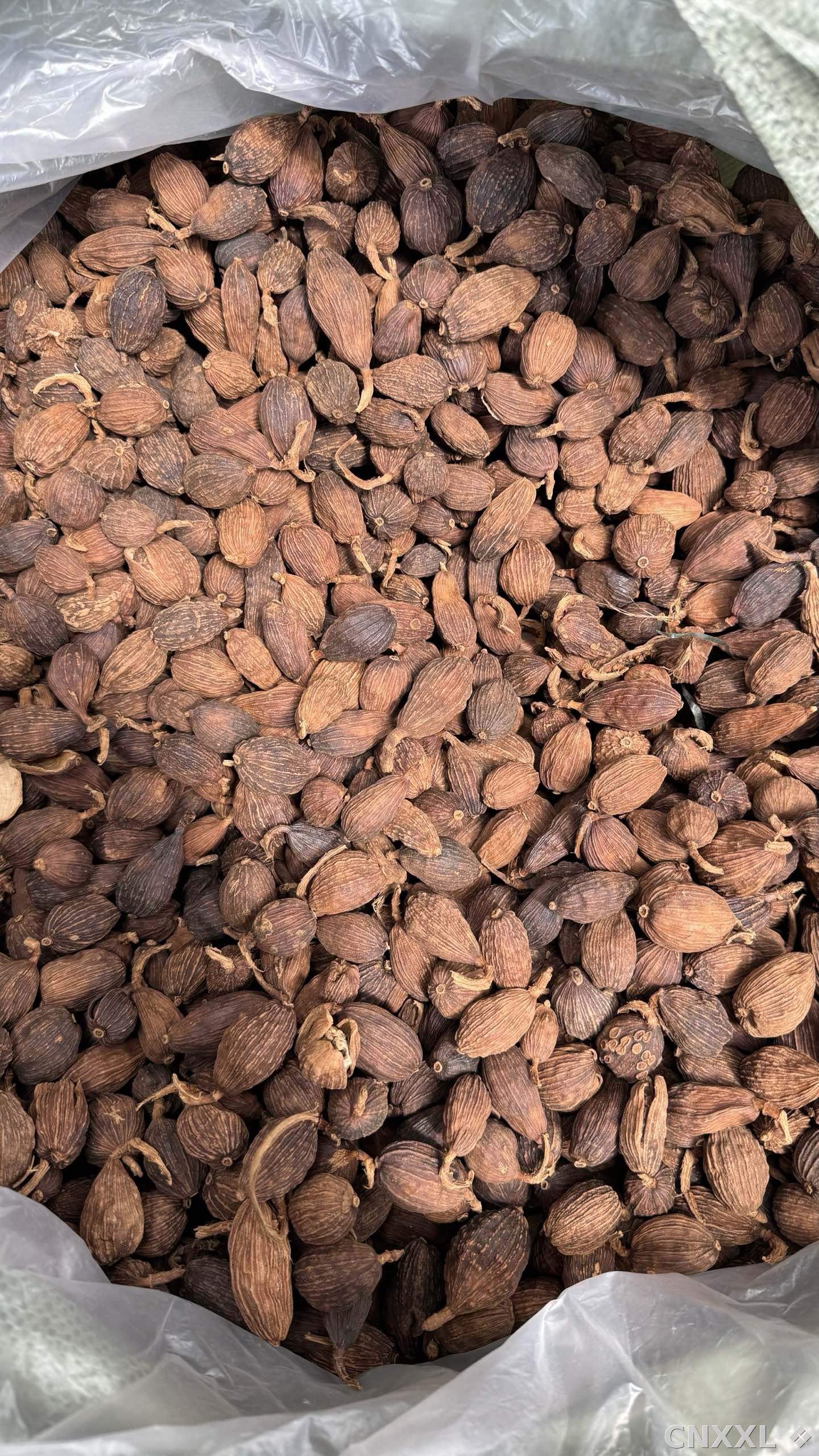 spice_8335_dd503206_3.jpg