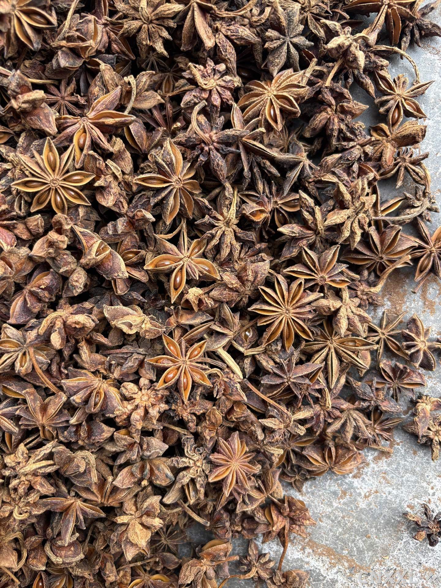 spice_8339_5713d6f1_3.jpg
