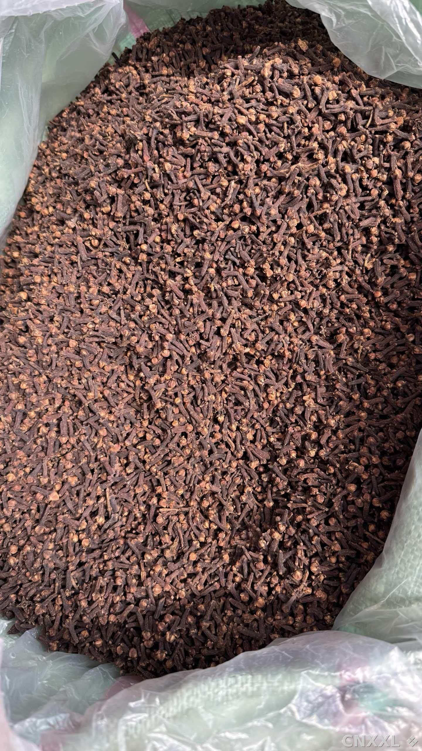 spice_8393_4c5de4d0_3.jpg