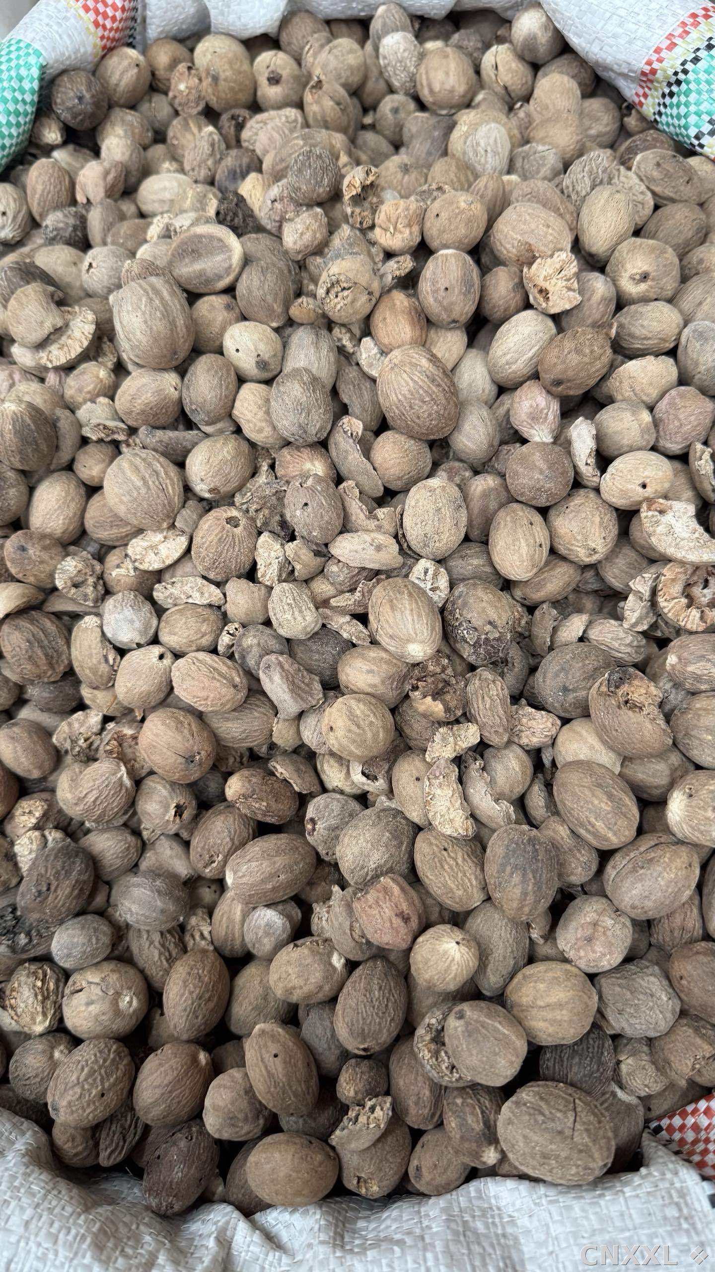 spice_8646_9248ef7a_2.jpg