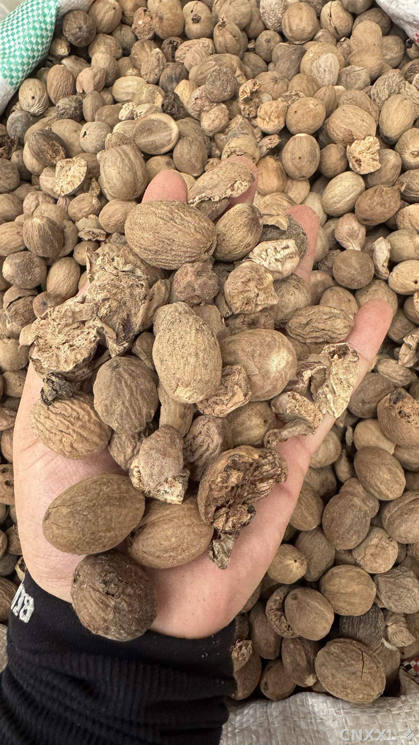 spice_8646_df5f06eb_1.jpg