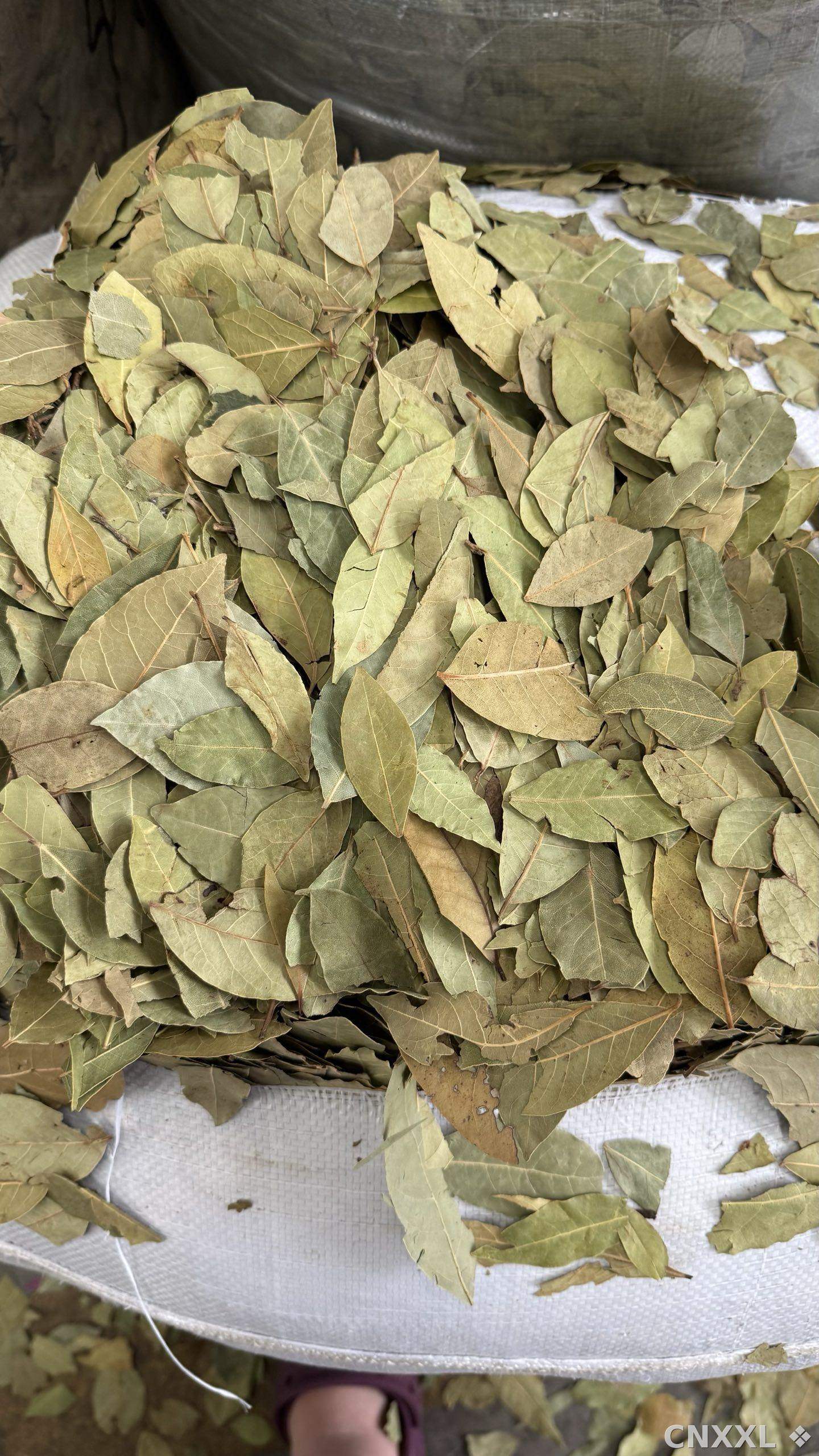spice_8729_5cc819a7_3.jpg