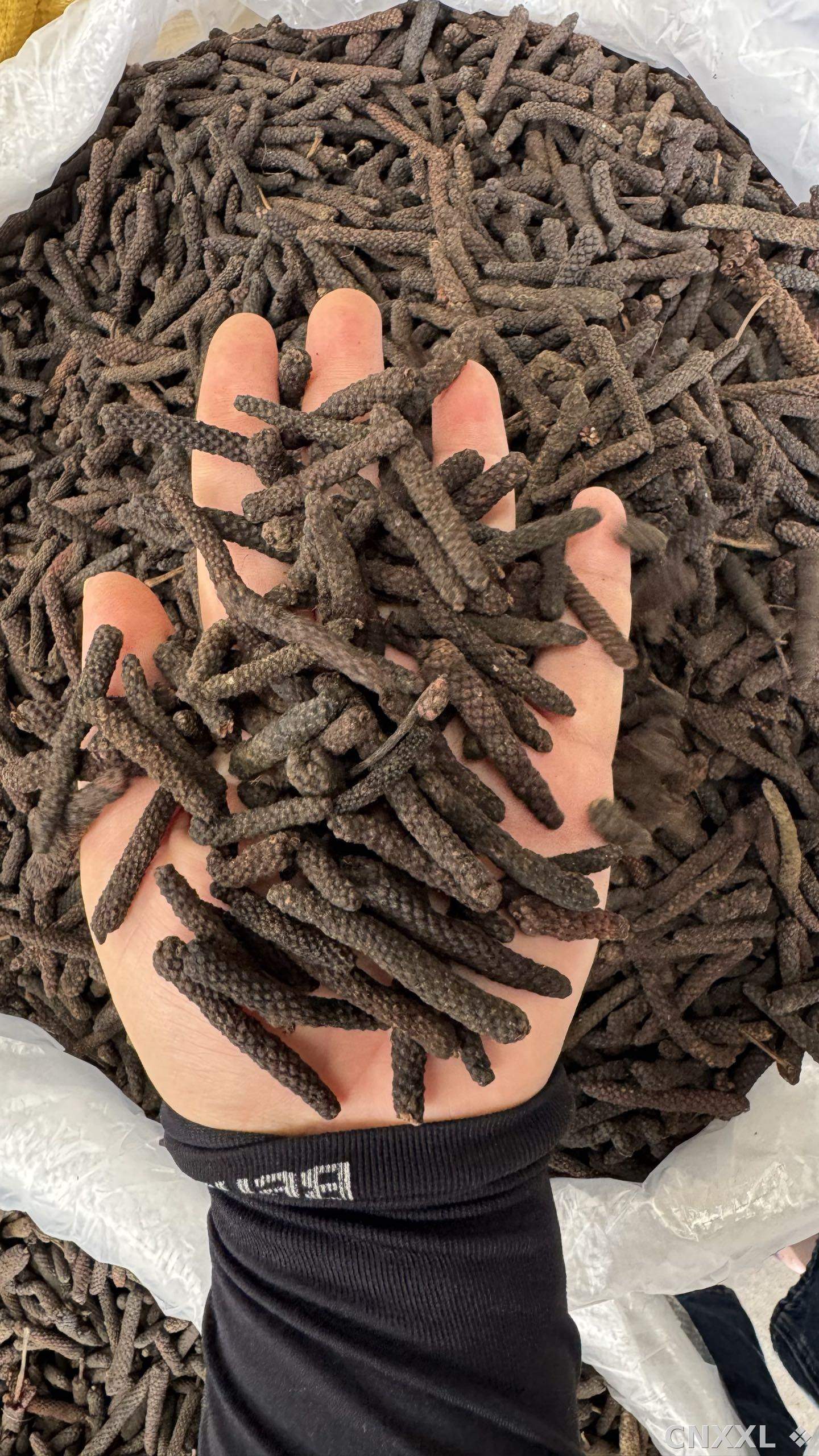 spice_9784_e977572b_1.jpg