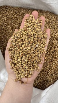 spice_10157_1e8eab1d_1.jpg