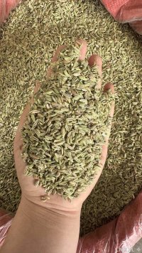 spice_13042_edba870e_1.jpg