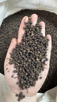 spice_18499_88b942df_1.jpg