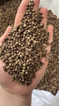 spice_25831_b2a68fda_1.jpg