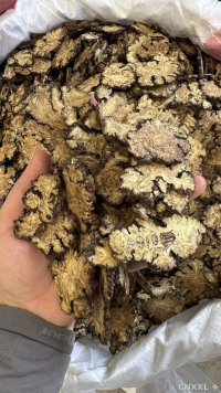 spice_25899_c2a8fad4_1.jpg