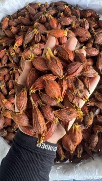 spice_2760_c13d4824_1.jpg