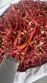 spice_28165_fc2ef764_1.jpg