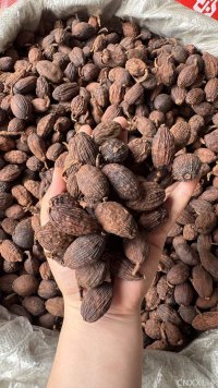 spice_457336_4f543376_1.jpg