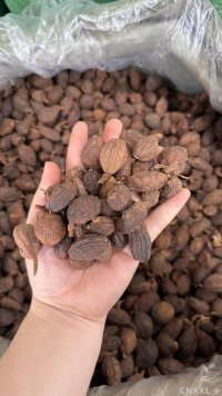 spice_457339_4288bcfa_1.jpg