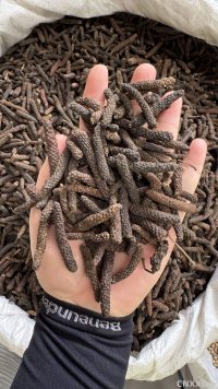 spice_9784_ae6916e6_1.jpg
