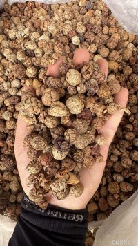 spice_14836_25aeb796_1.jpg
