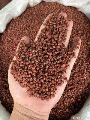 spice_986_34c9eaad_1.jpg